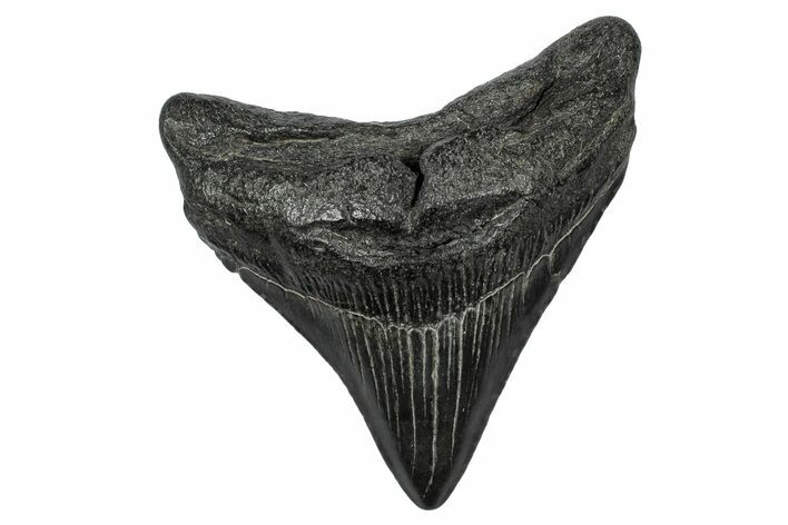 Fossil Megalodon Tooth - South Carolina #341490